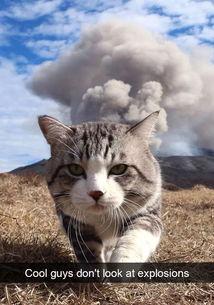 娱乐吃瓜猫捉鸟百度云